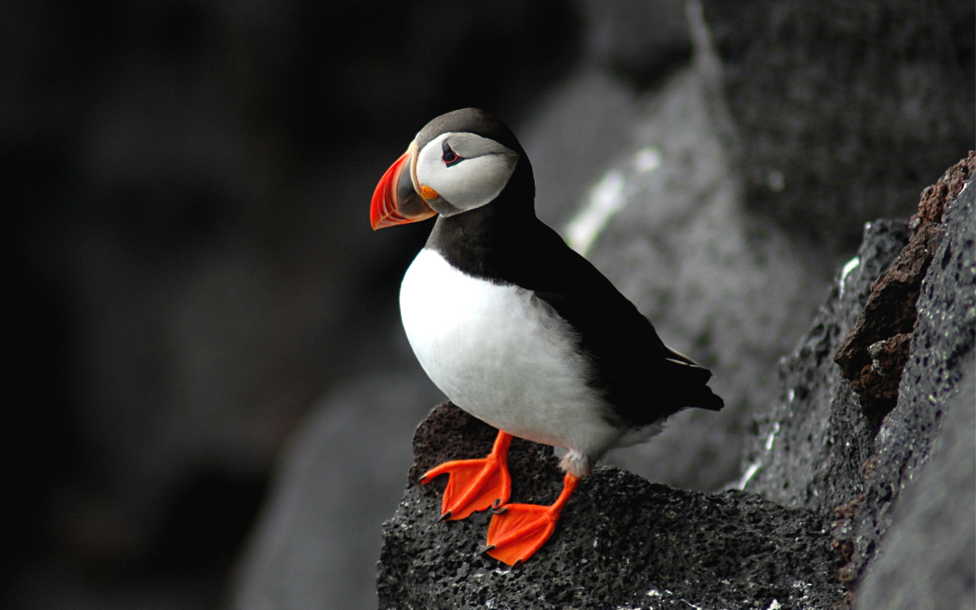 Atlantic Puffin Facts | Anatomy, Diet, Habitat, Behavior - Animals Time